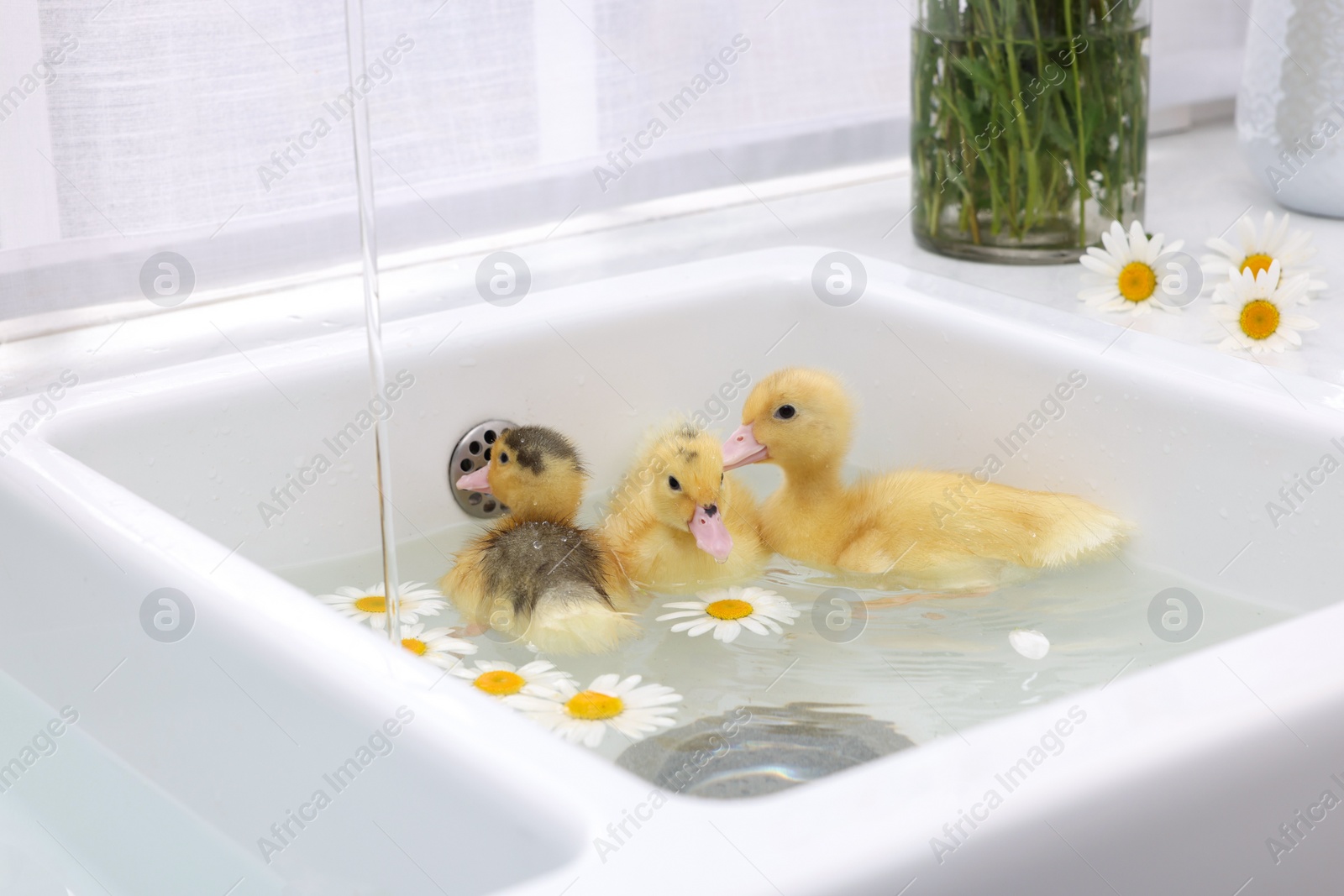 Photo of Cute fluffy ducklings swimming in sink with chamomiles indoors. Baby animals