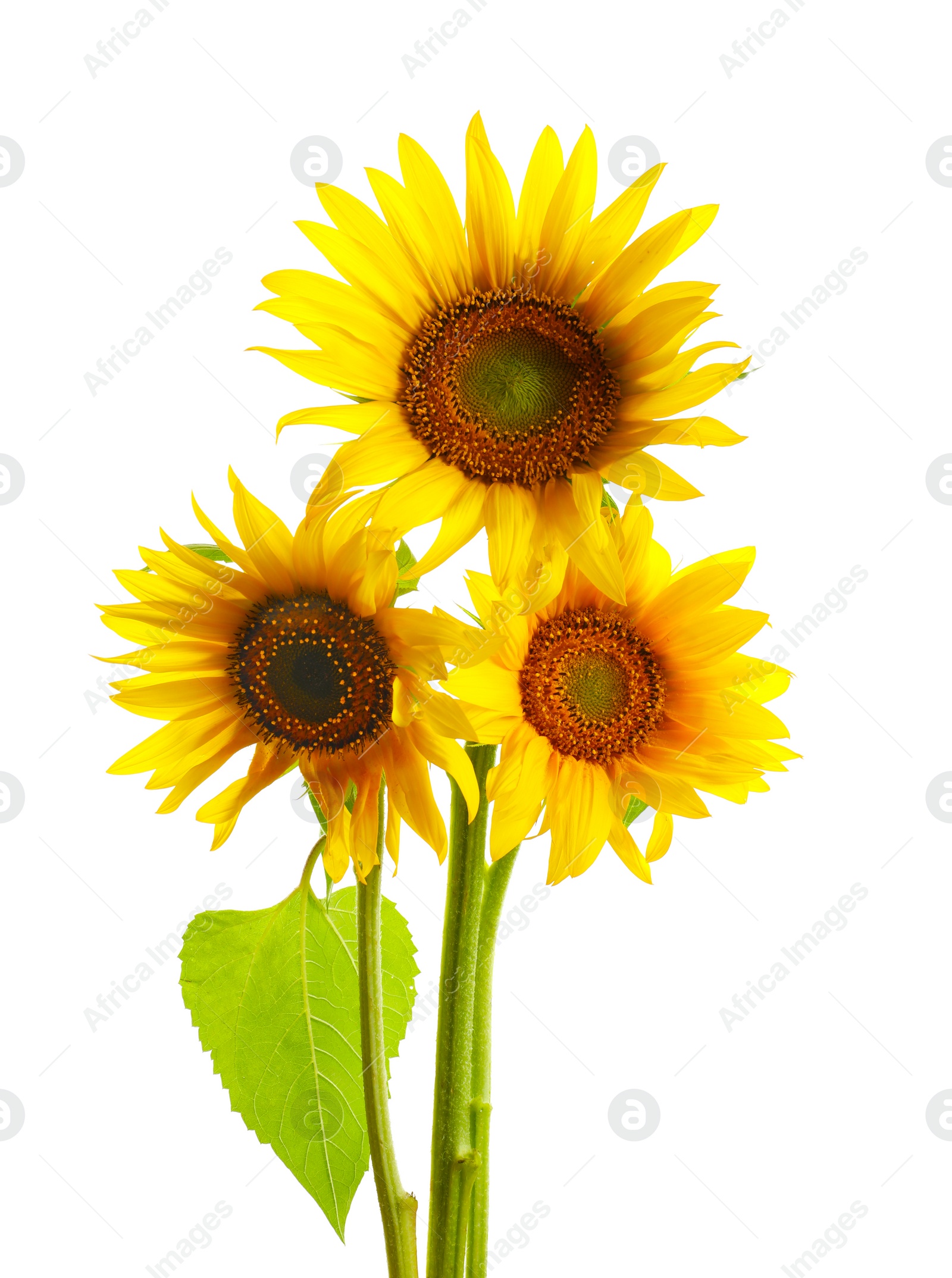 Photo of Beautiful bright yellow sunflowers on white background