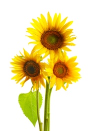 Beautiful bright yellow sunflowers on white background