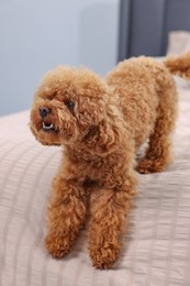 Photo of Cute Maltipoo dog on soft bed at home. Lovely pet