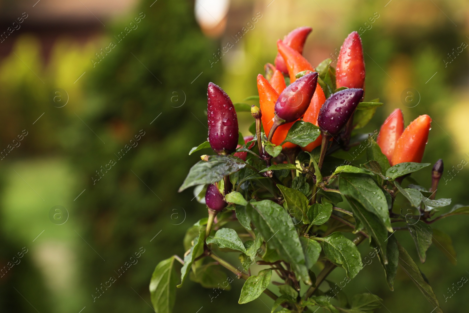 Photo of Capsicum Annuum plant. Potted rainbow multicolor chili peppers outdoors against blurred background, space for text
