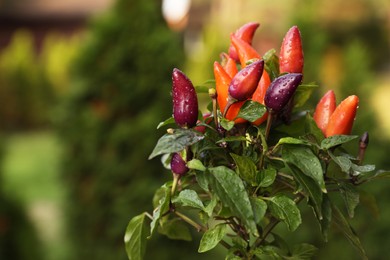 Photo of Capsicum Annuum plant. Potted rainbow multicolor chili peppers outdoors against blurred background, space for text