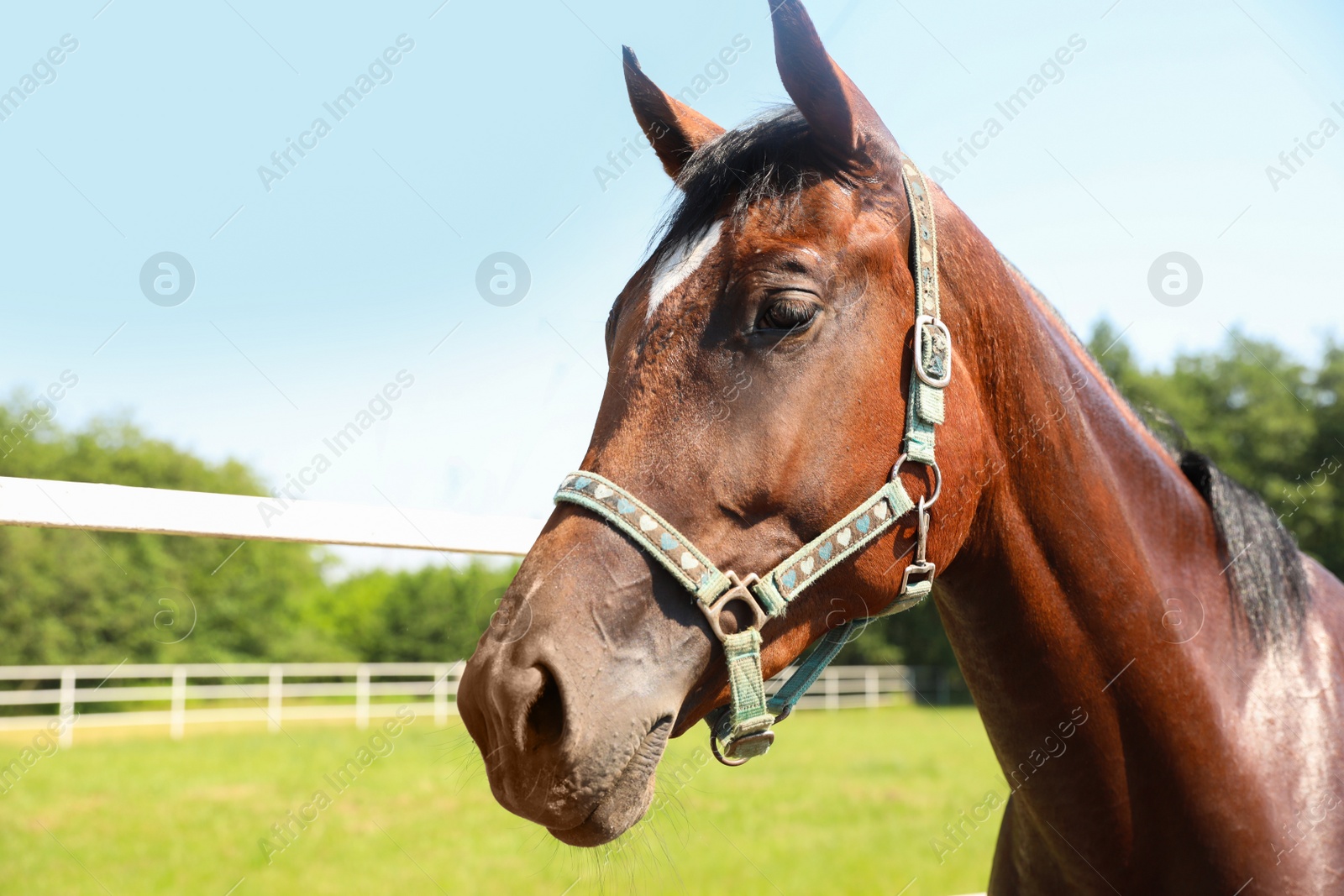 Photo of Bay horse in paddock on sunny day. Beautiful pet