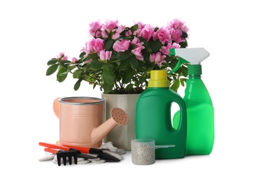 Photo of Azalea in pot, gardening tools and different houseplant fertilizers on white background