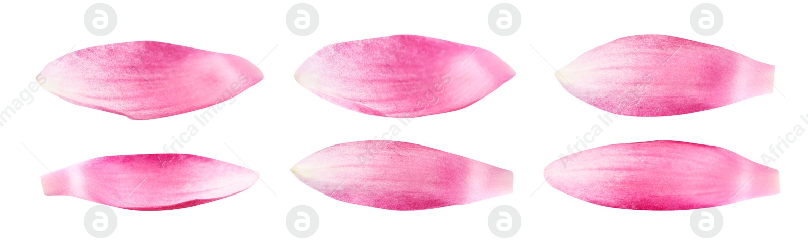 Image of Set of beautiful pink lotus flower petals on white background. Banner design 