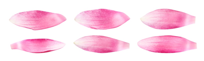 Image of Set of beautiful pink lotus flower petals on white background. Banner design 