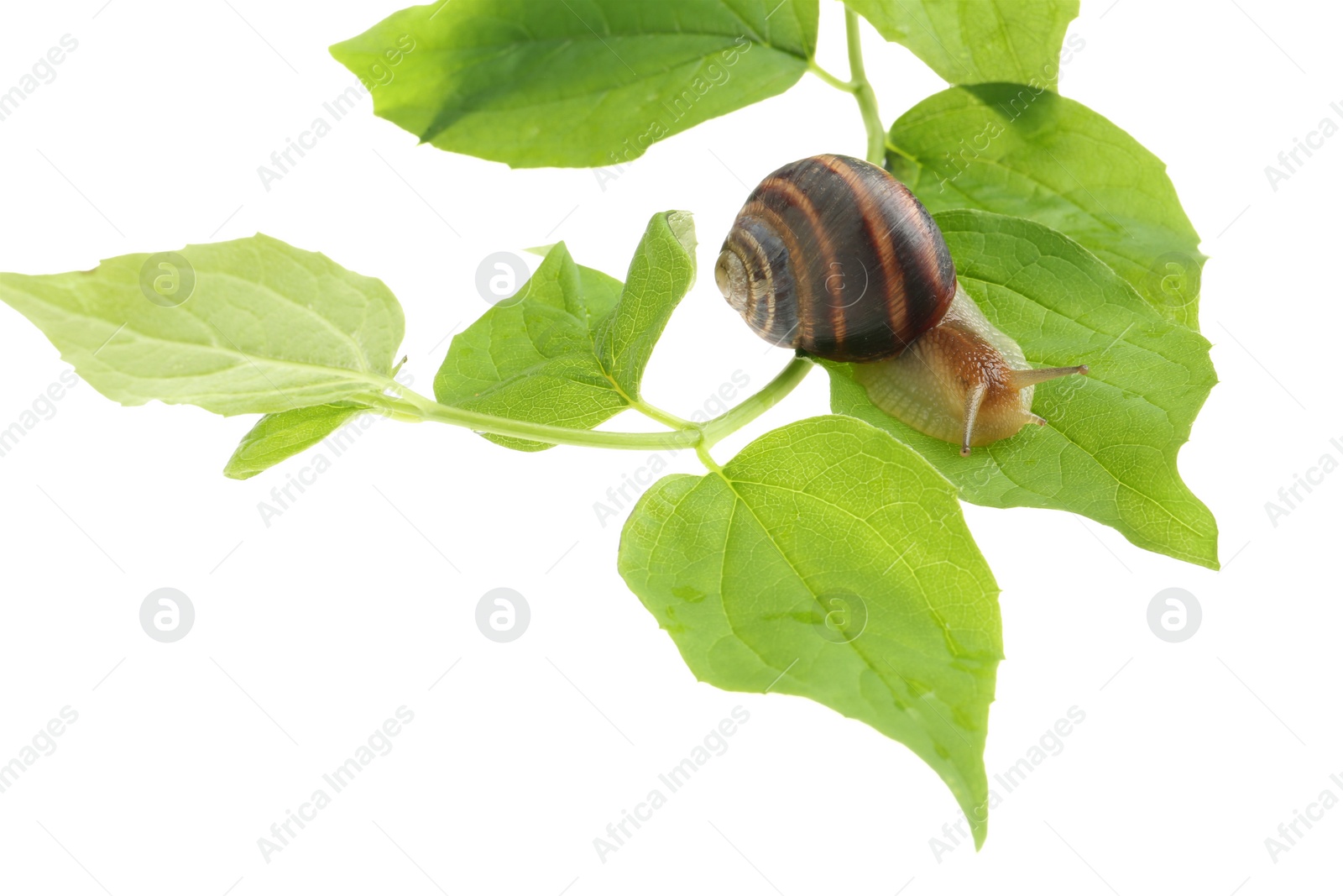 Photo of Common garden snail crawling on green leaves against white background