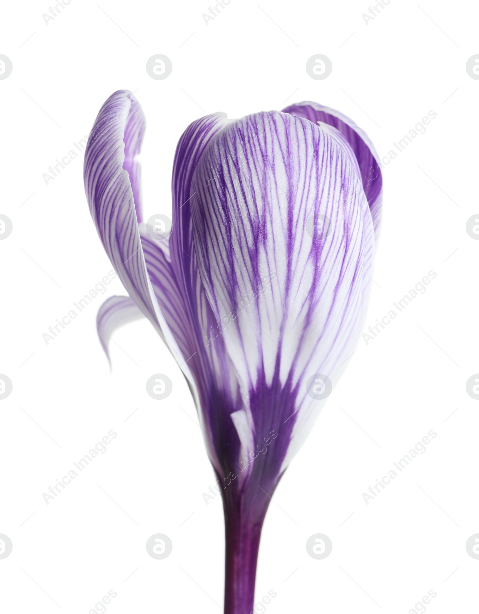 Photo of Beautiful spring crocus flower on white background
