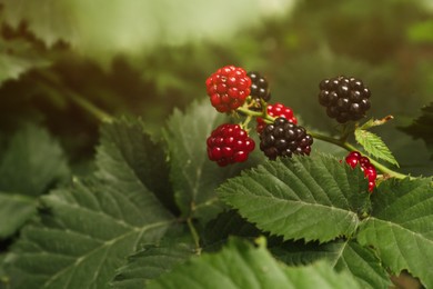 Photo of Branch with unripe blackberries on blurred background, above view