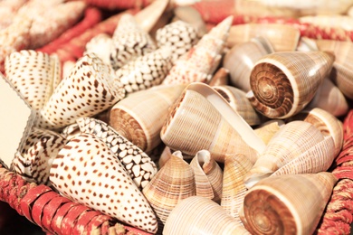 Beautiful sea shells in basket, closeup view