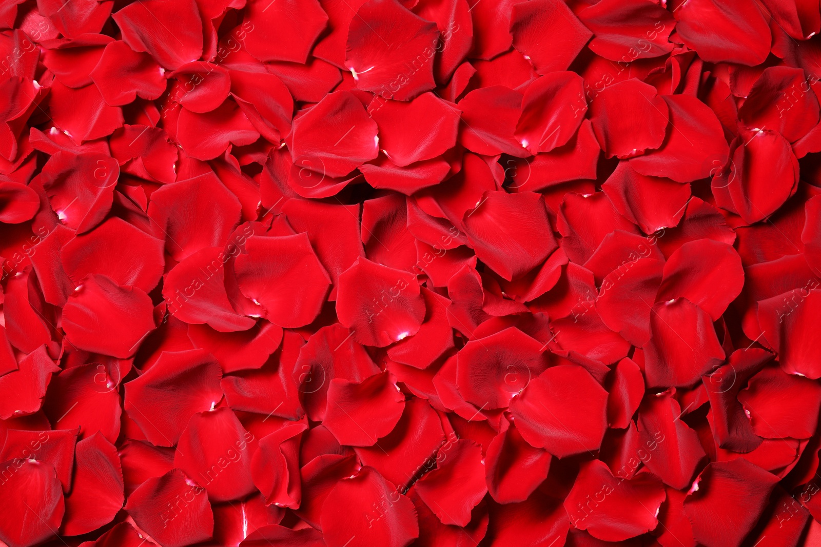 Photo of Beautiful red rose petals as background, top view