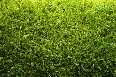 Photo of Beautiful lush green grass as background, top view