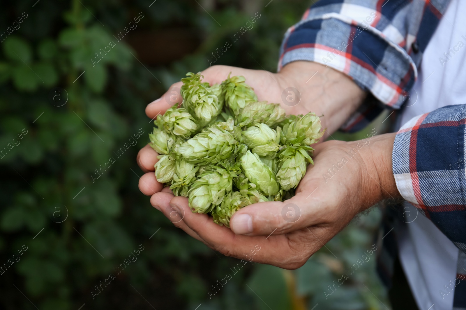 Photo of Man holding fresh green hops outdoors, closeup