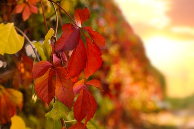 Photo of Tree branch with bright leaves in park, closeup. Autumn season