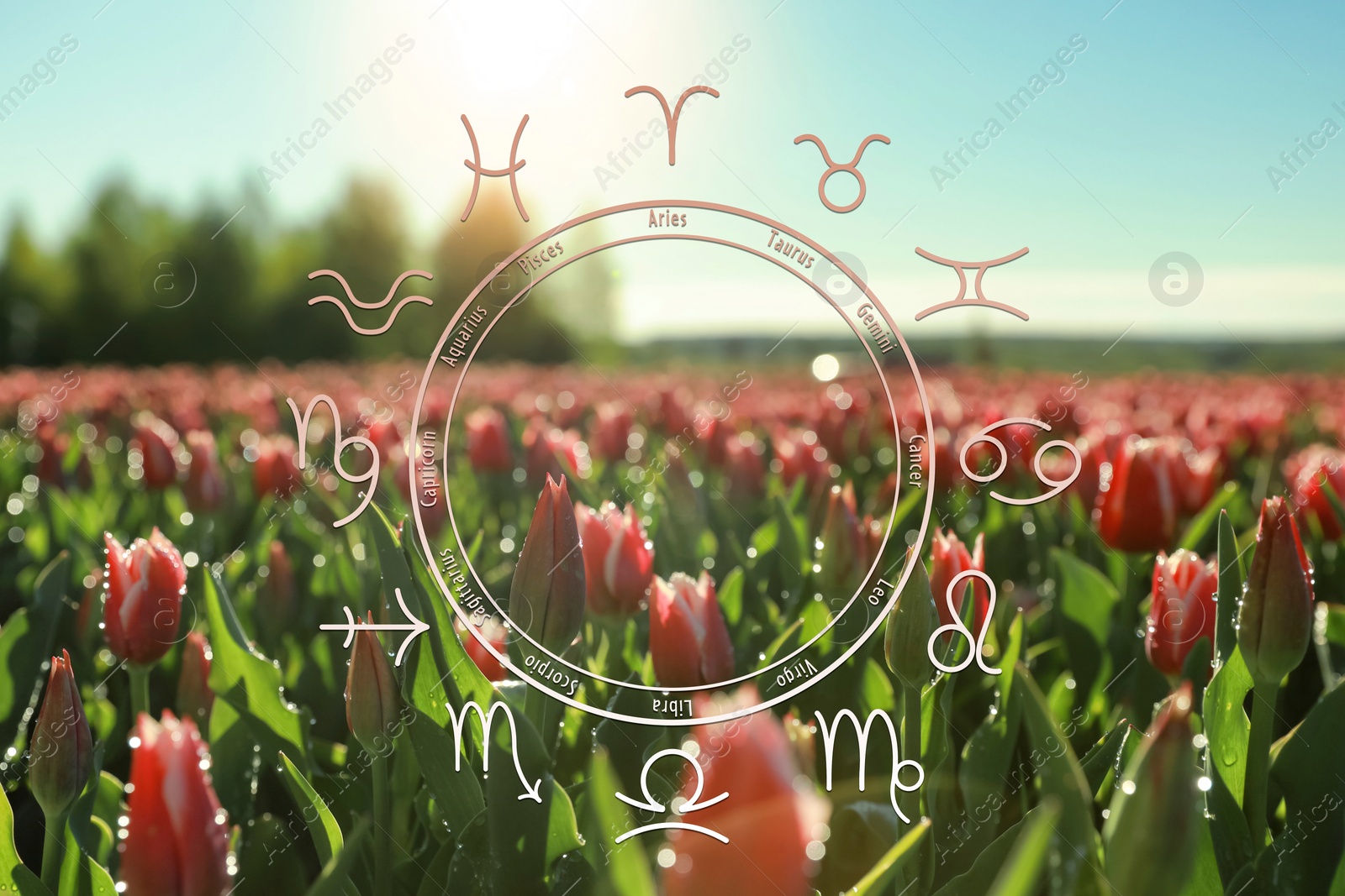 Image of Zodiac wheel and meadow of blooming tulips