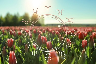 Image of Zodiac wheel and meadow of blooming tulips