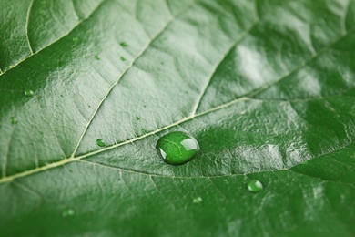 Photo of Beautiful green leaf with water drops, closeup