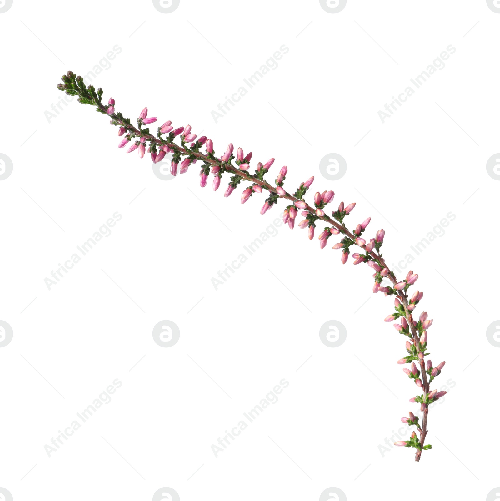 Photo of Sprig of heather with beautiful flowers isolated on white