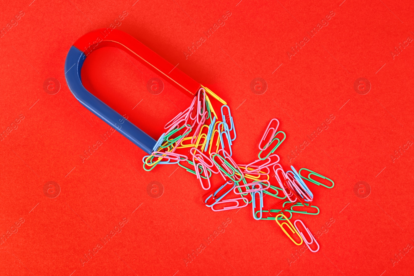 Photo of Magnet attracting paper clips on red background, flat lay