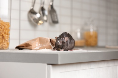 Rat near gnawed bag of flour on kitchen counter. Household pest