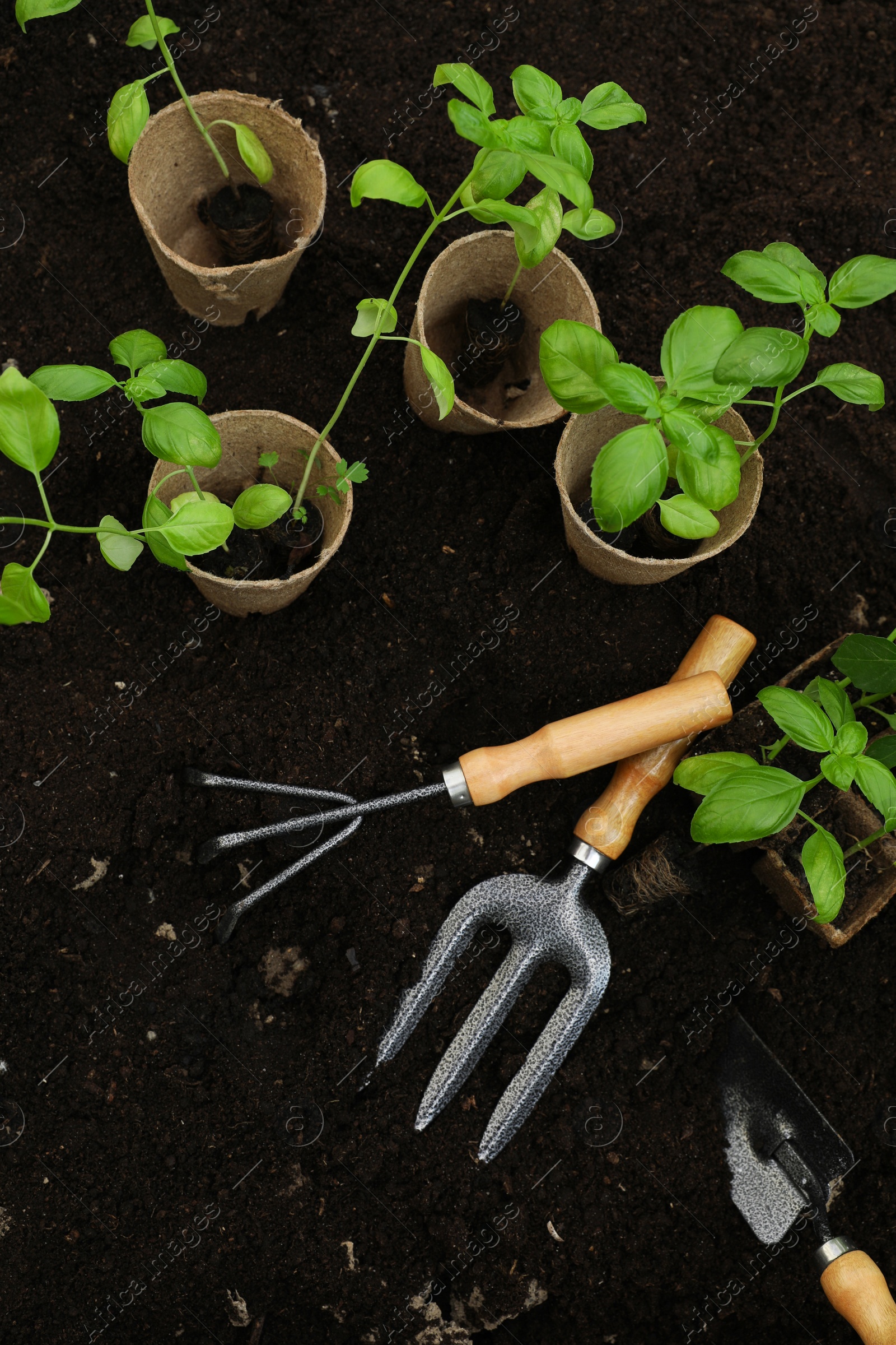 Photo of Seedlings in containers and gardening tools on ground outdoors, flat lay