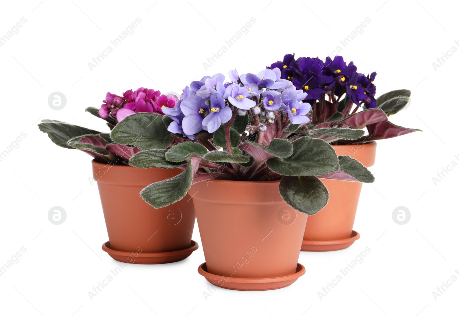 Photo of Beautiful potted violets on white background. Plants for house decor