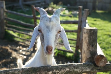 Photo of Cute goat inside of paddock at farm