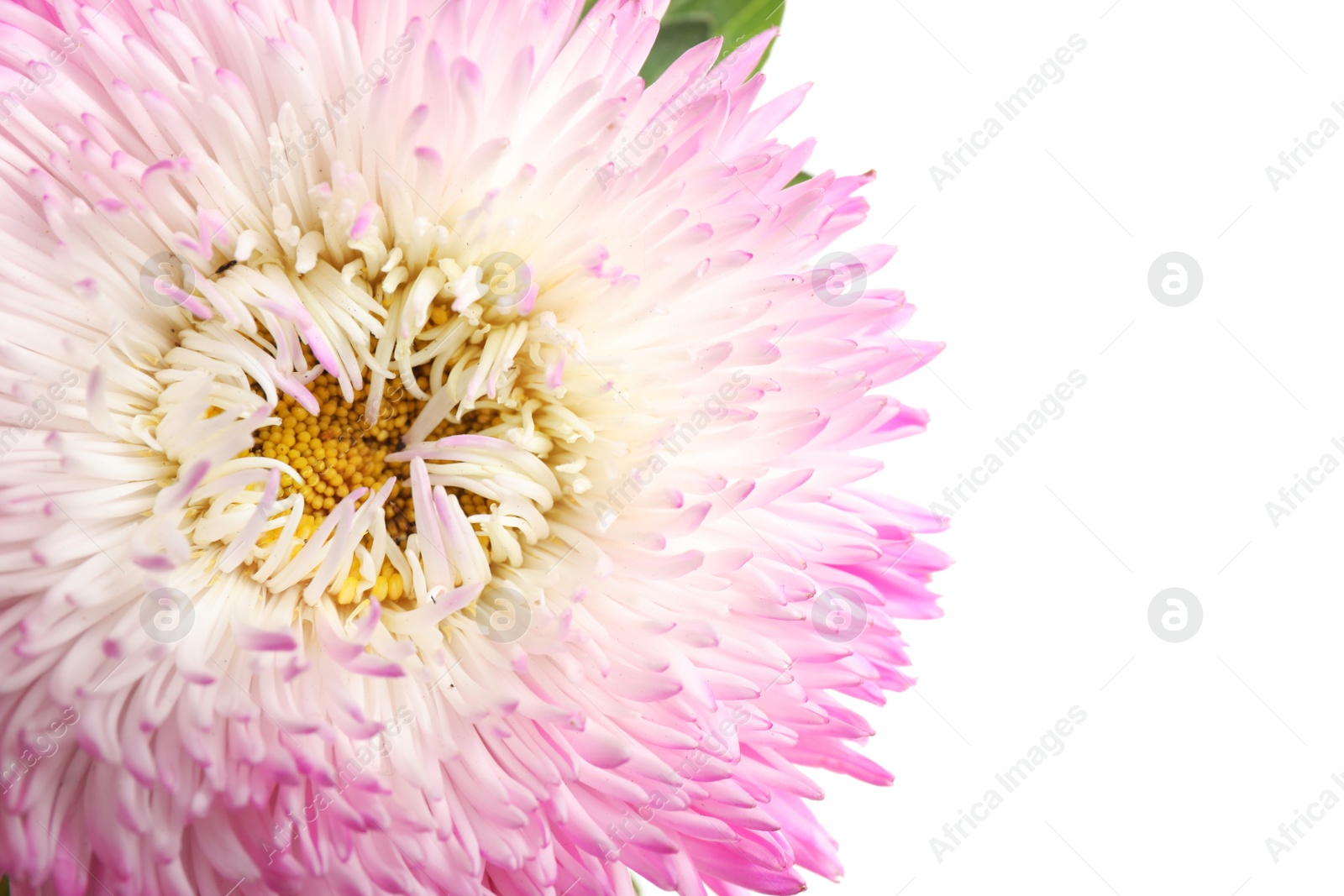 Photo of Beautiful pink aster flower on white background, closeup