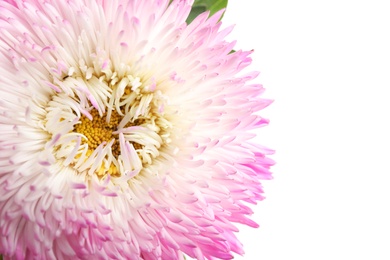 Photo of Beautiful pink aster flower on white background, closeup