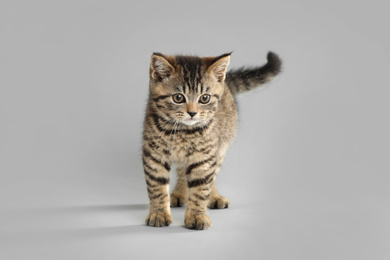 Photo of Cute tabby kitten on light grey background. Baby animal