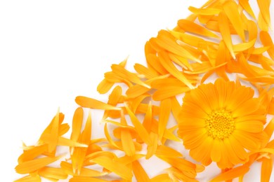 Photo of Beautiful calendula flower and petals on white background, flat lay. Space for text