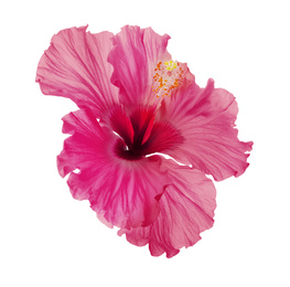 Image of Beautiful tropical hibiscus flower isolated on white