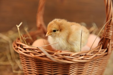 Photo of Cute chick and wicker basket on blurred background. Baby animal