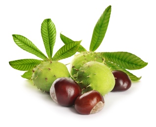 Photo of Horse chestnuts and tree leaves on white background