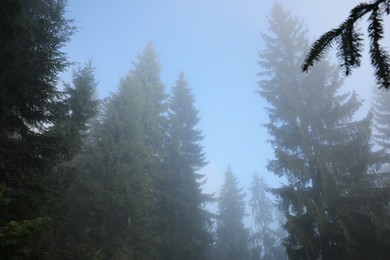 Beautiful coniferous trees in forest on foggy day
