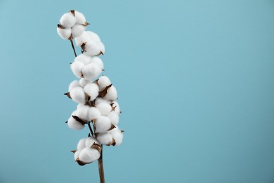 Photo of Beautiful cotton branch with fluffy flowers on light blue background, space for text