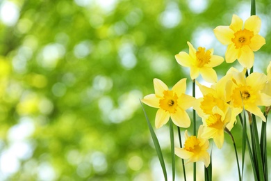 Image of Beautiful spring flowers outdoors on sunny day , space for text