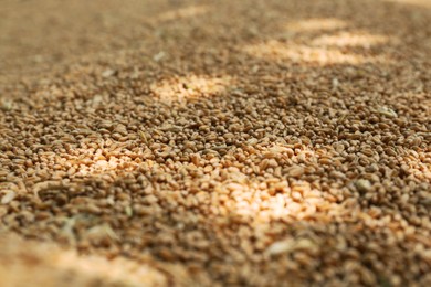 Photo of Pile of wheat grains as background, closeup