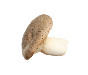 Fresh king trumpet mushroom isolated on white