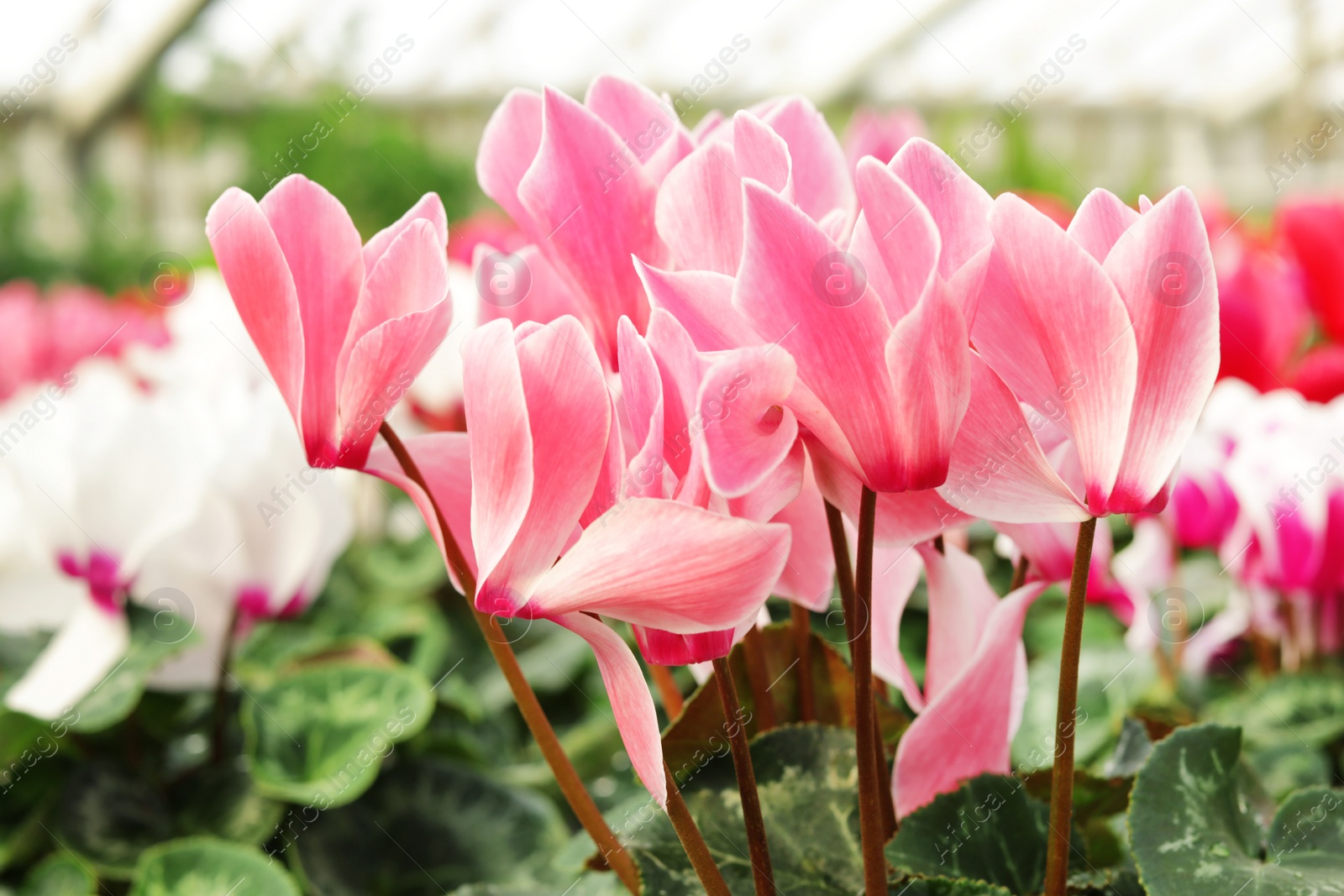 Photo of Many blooming flowers in greenhouse, closeup view. Home gardening