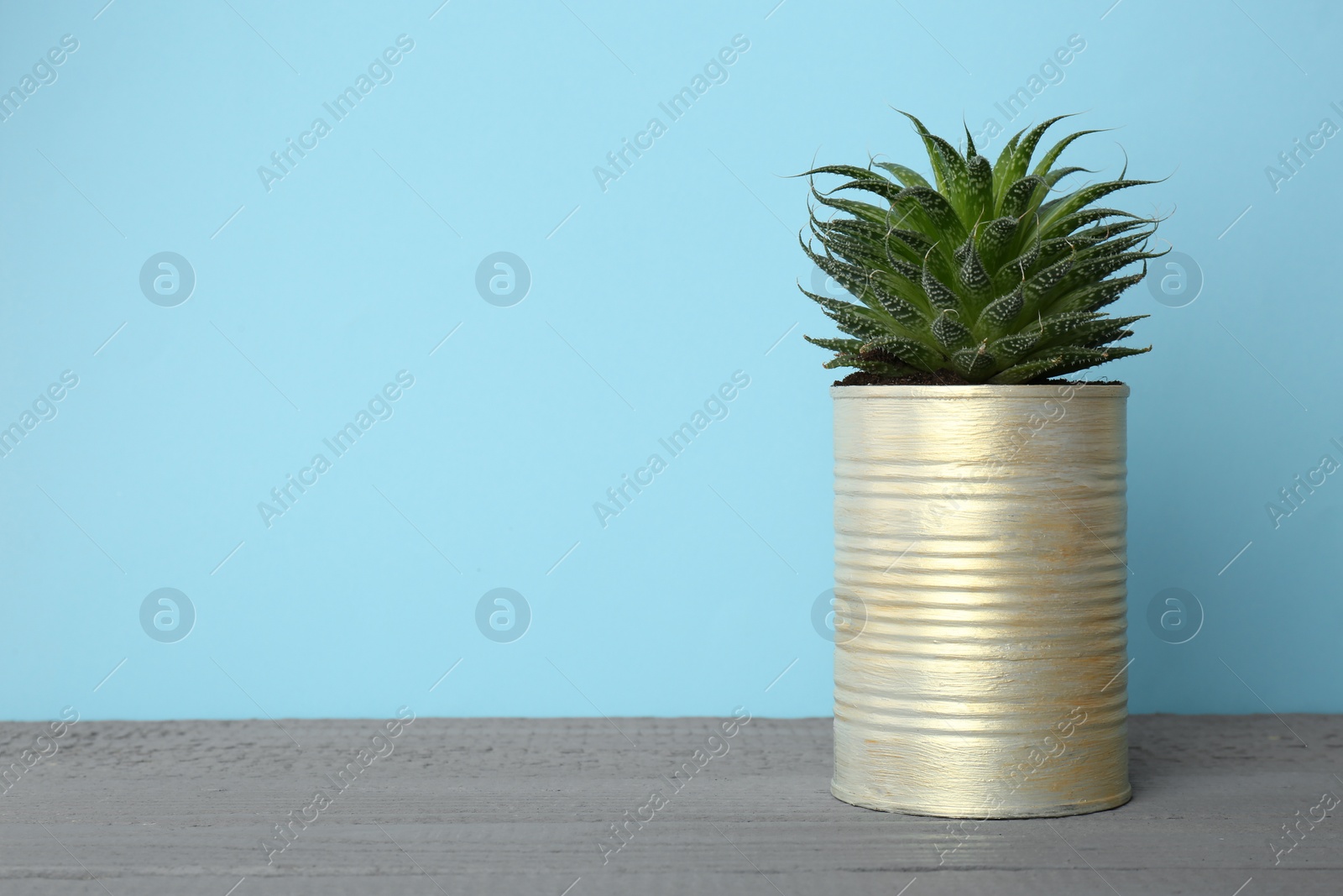 Photo of Beautiful echeveria plant in tin can on grey wooden table. Space for text