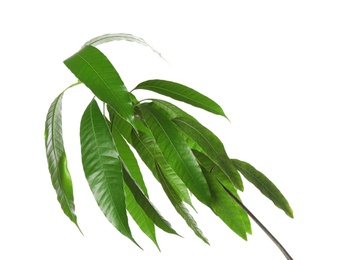 Photo of Branch of mango tree with green leaves on white background