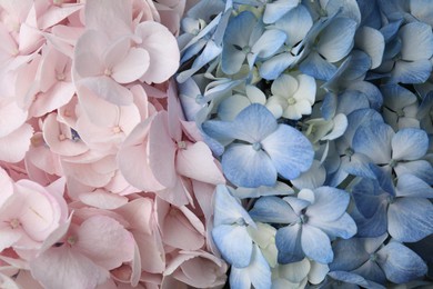 Photo of Beautiful colorful hydrangea flowers as background, top view