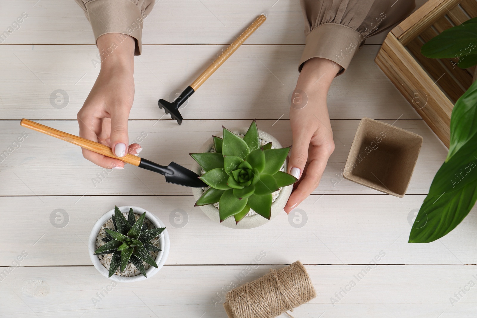 Photo of Woman transplanting beautiful succulent plant at white wooden table, top view