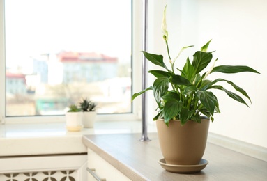 Photo of Beautiful Peace lily plant in pot on table near window at home, space for text