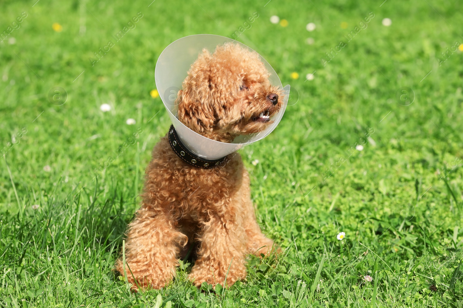 Photo of Cute Maltipoo dog with Elizabethan collar on green grass outdoors