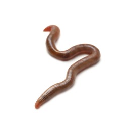 Photo of One earthworm isolated on white. Terrestrial invertebrates