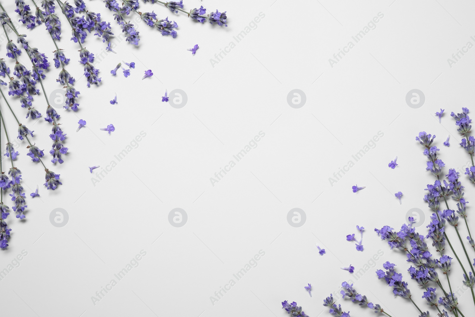Photo of Beautiful aromatic lavender flowers on white background, flat lay. Space for text