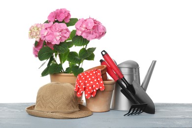 Beautiful blooming plant, garden tools and accessories on grey wooden table against white background