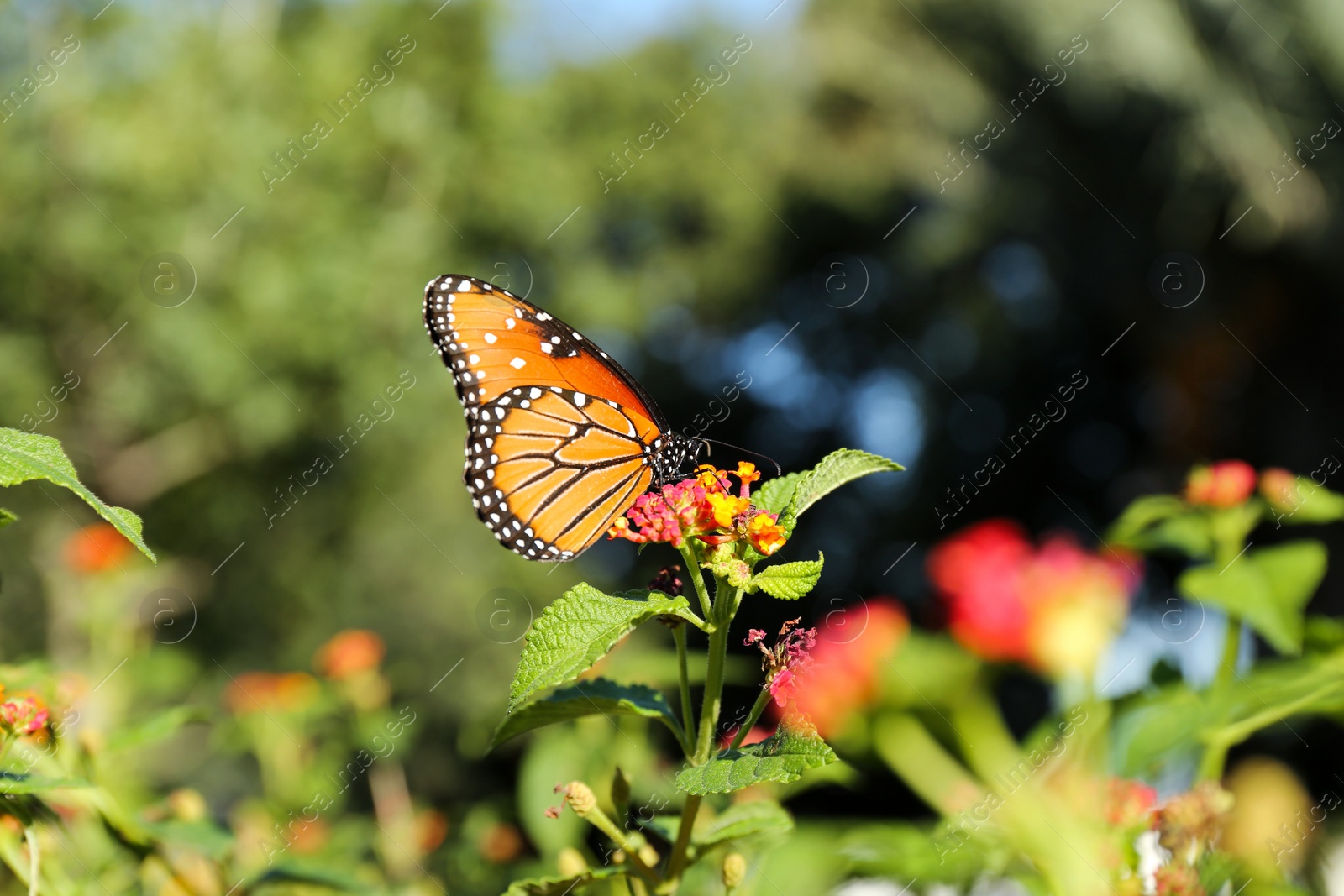 Photo of Beautiful orange Monarch butterfly on plant outdoors